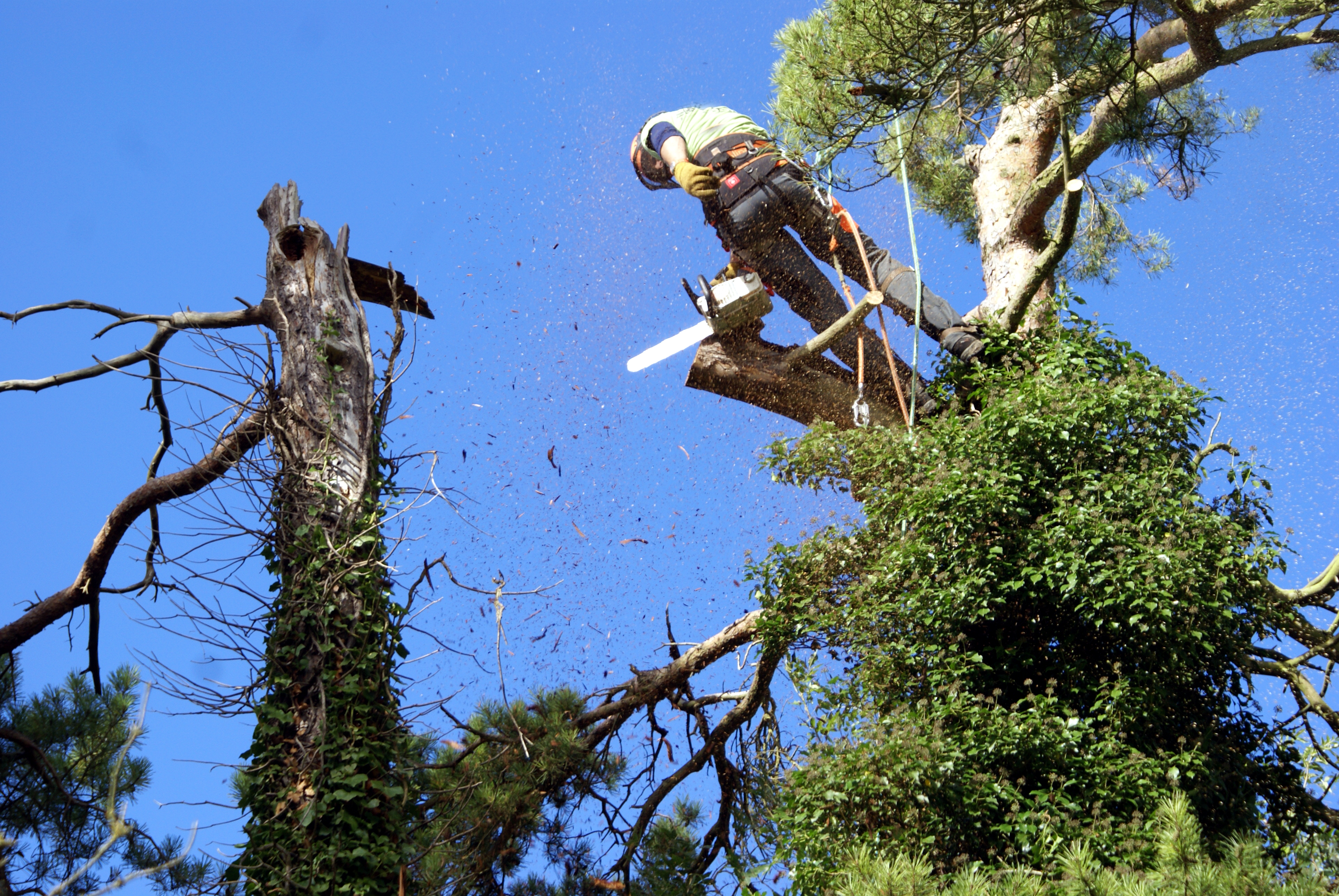 Emergency tree removal team at work