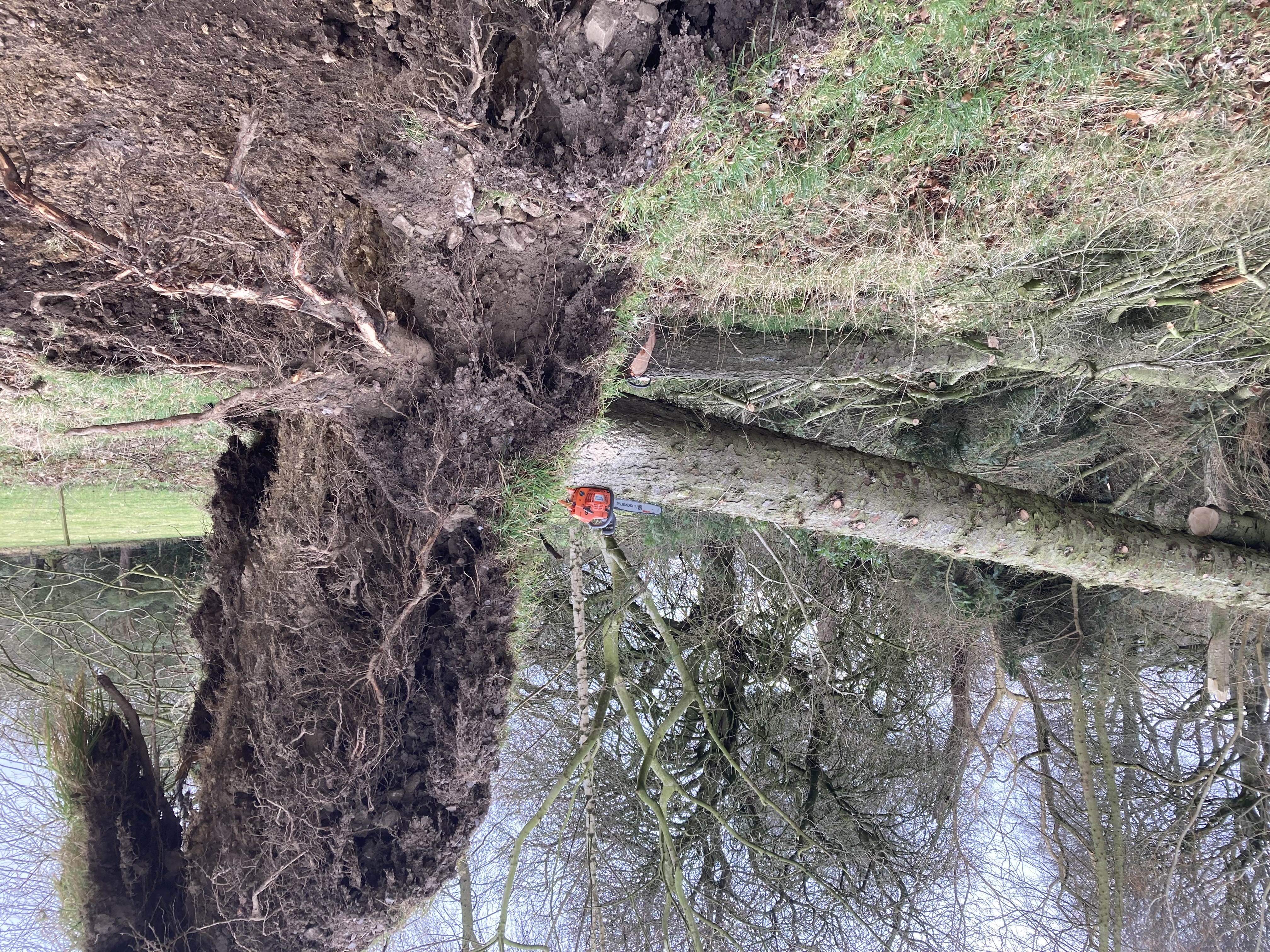 Tree care services