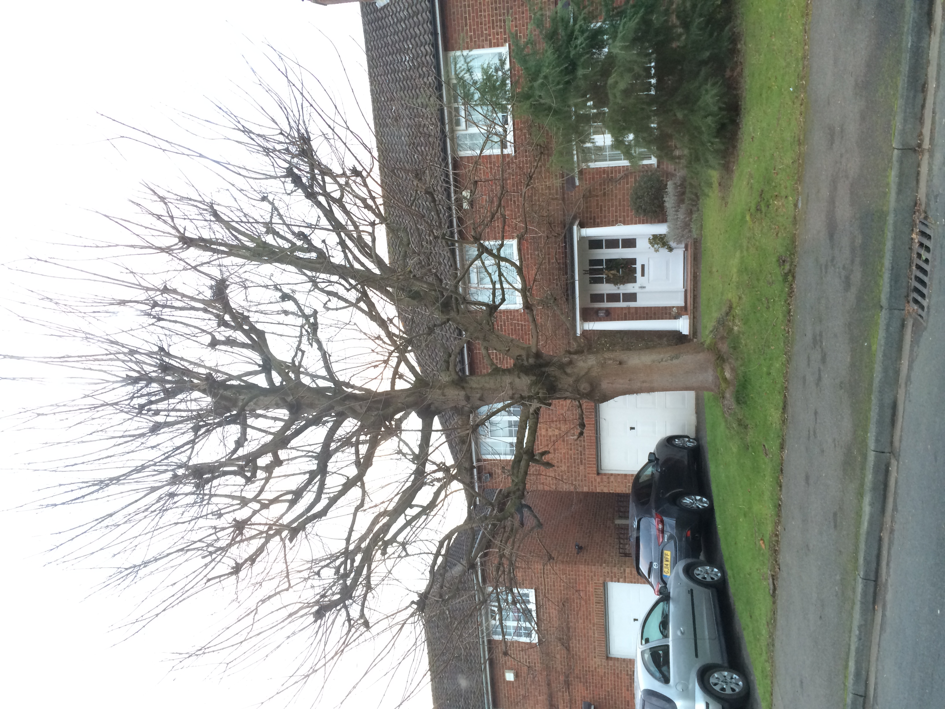 Tree removal service