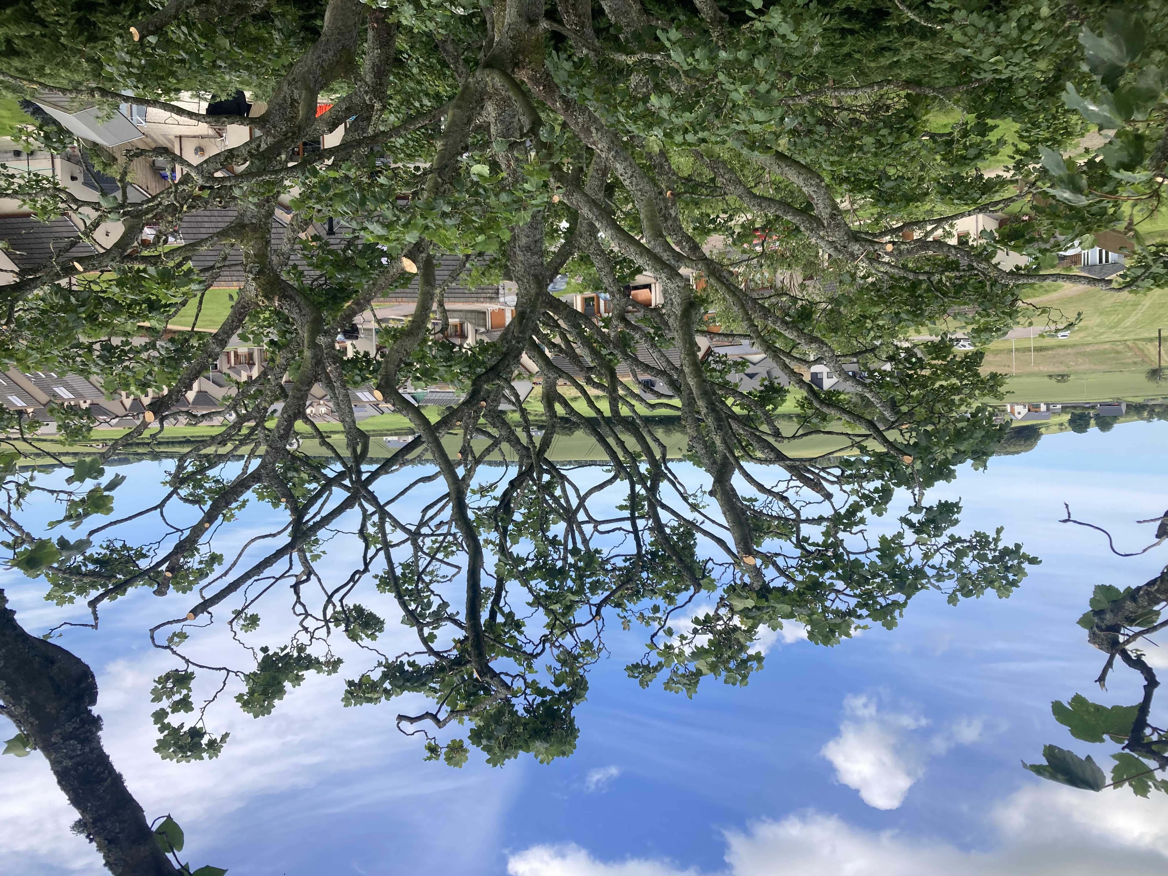 Arborist on worksite