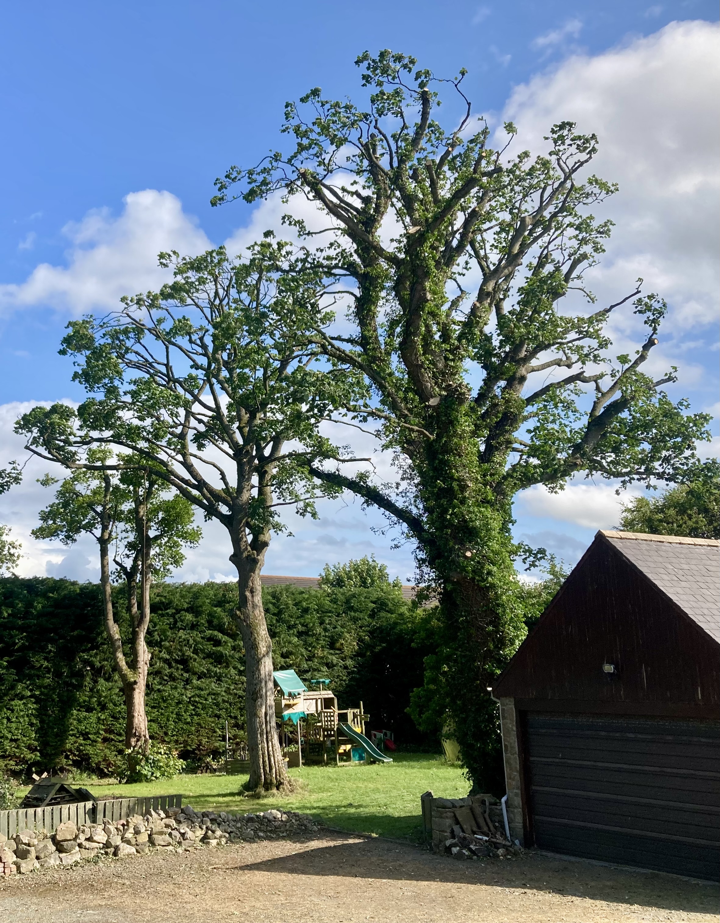 Tree care equipment