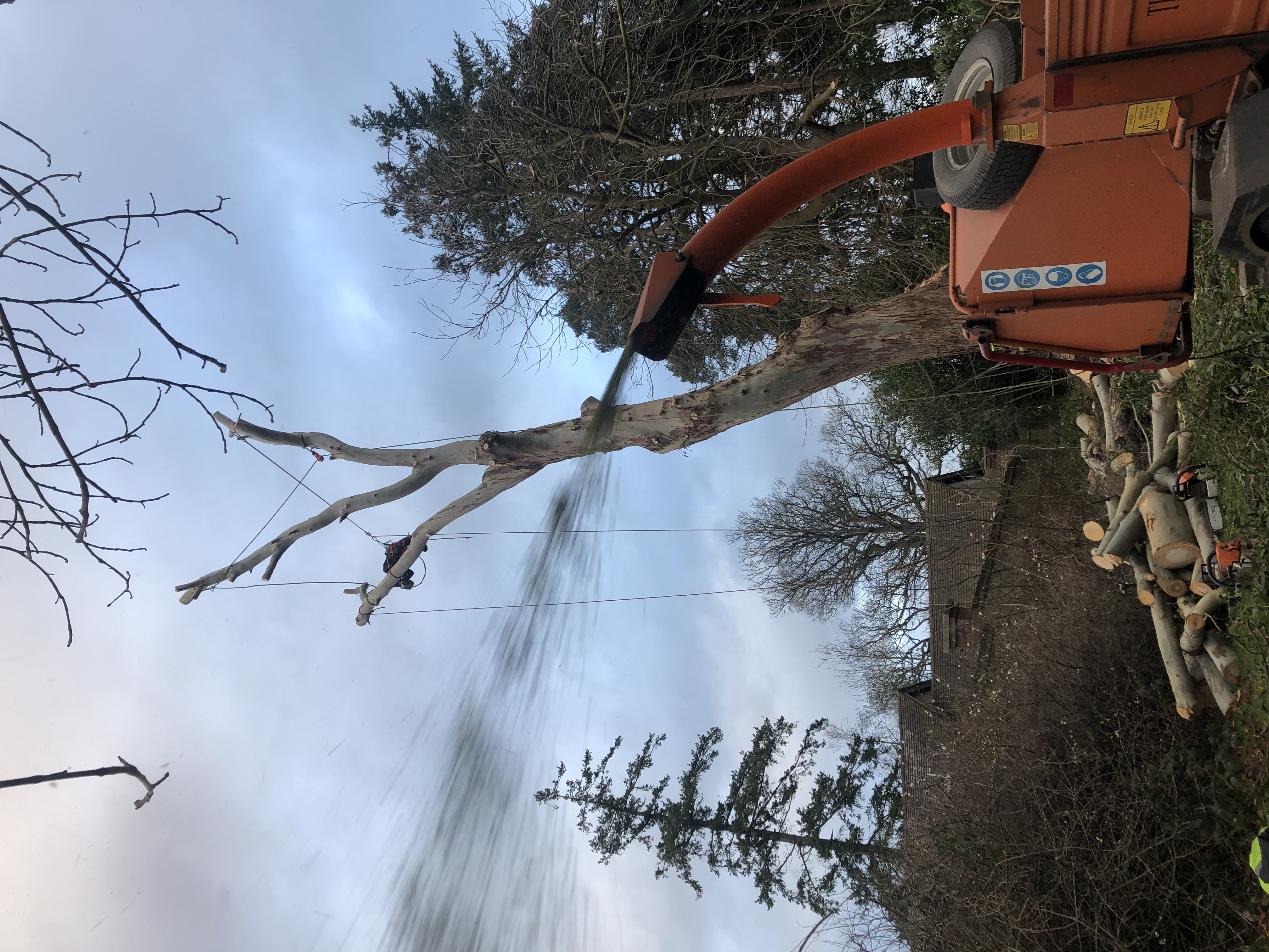 Arborist climbing tree