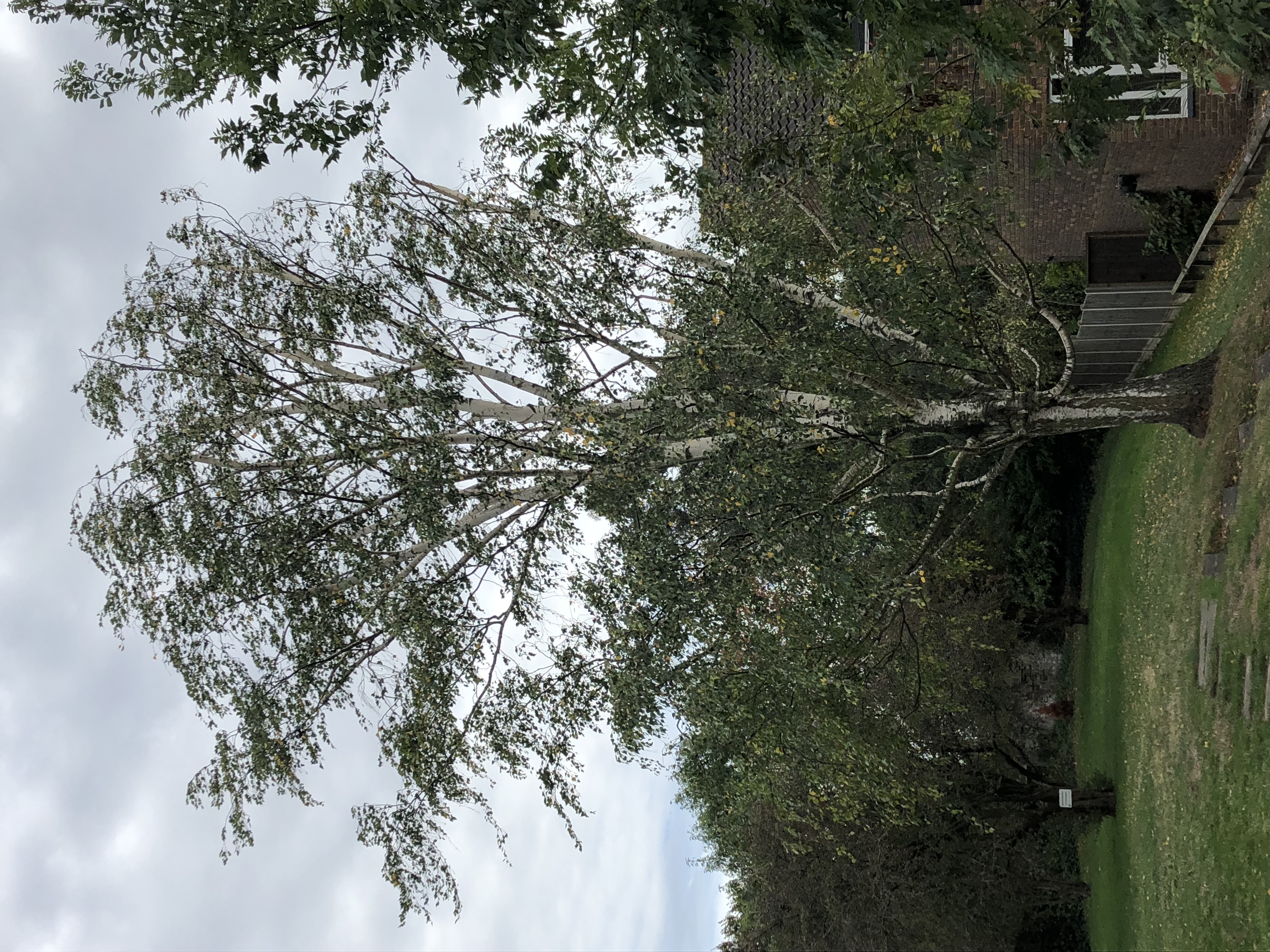 Felled tree pieces