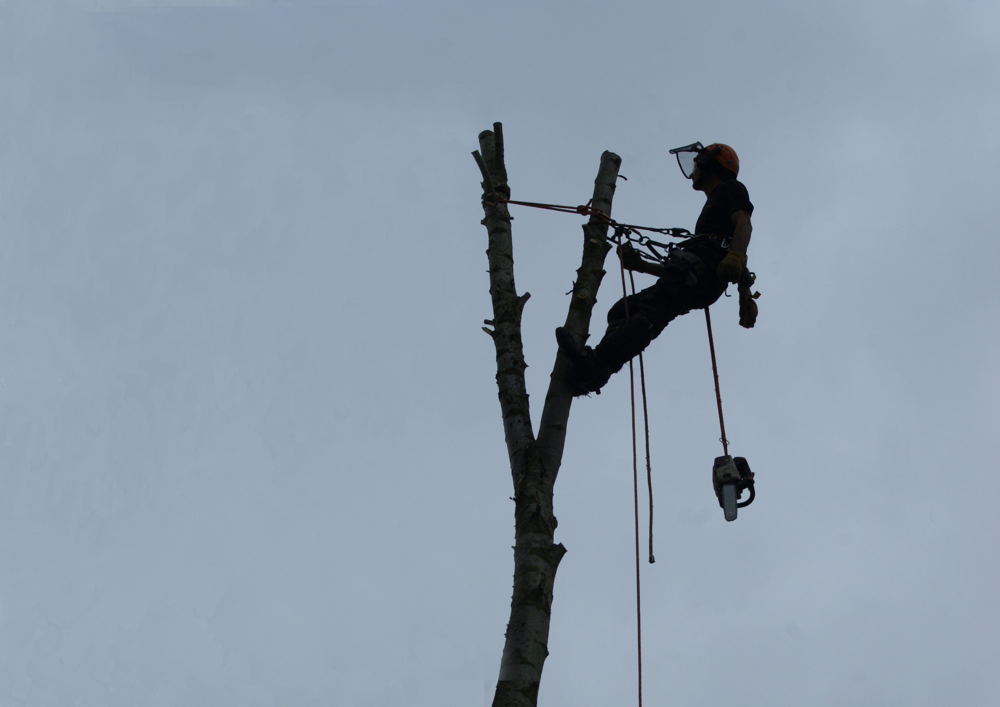 Tree pruning work